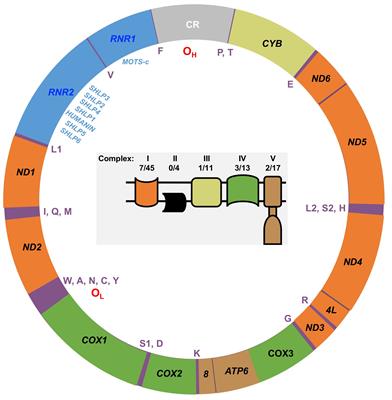 Our current understanding of the biological impact of endometrial cancer mtDNA genome mutations and their potential use as a biomarker